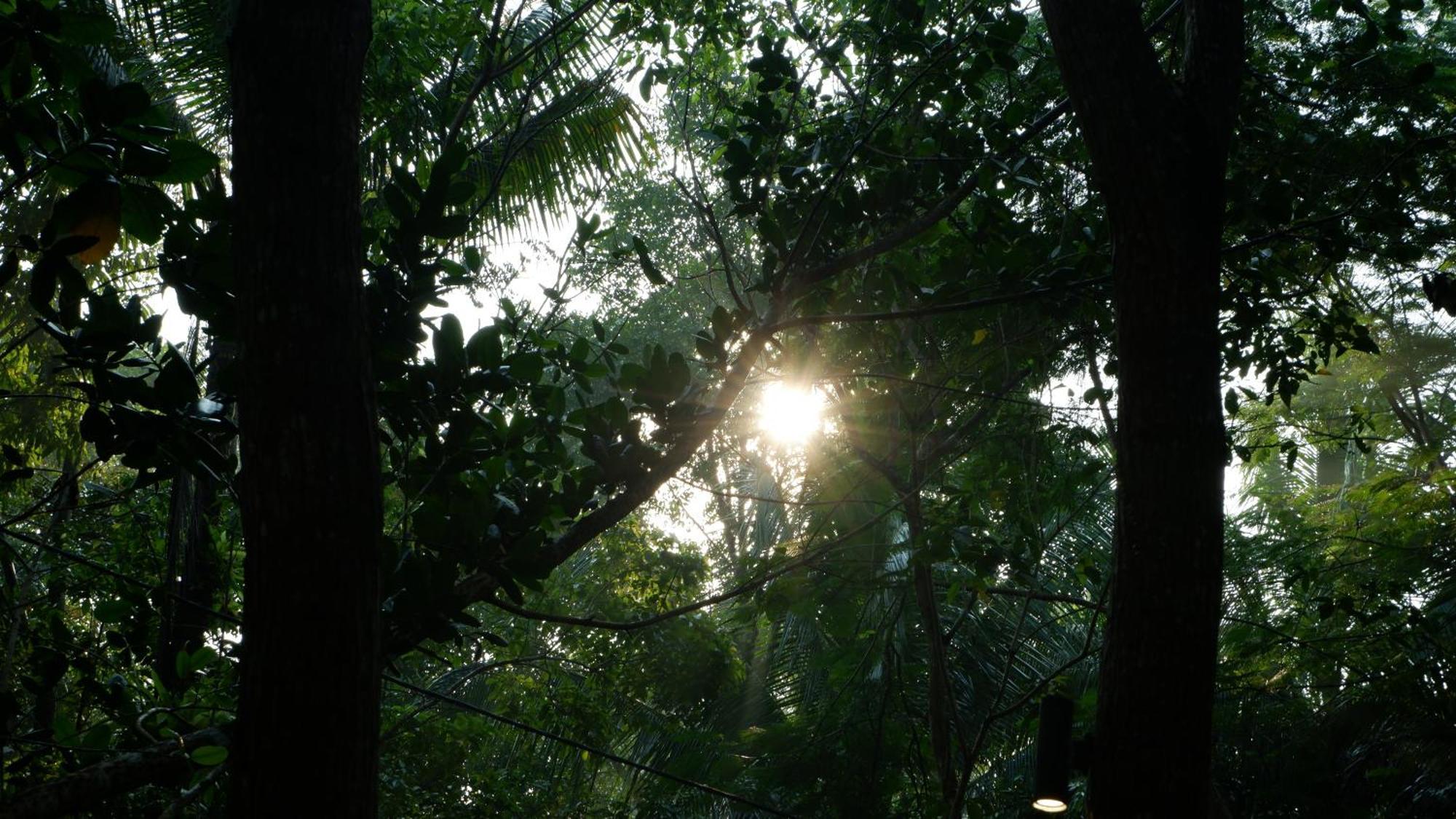 Hau Eco Lodges Citumang Pangandaran Exteriör bild